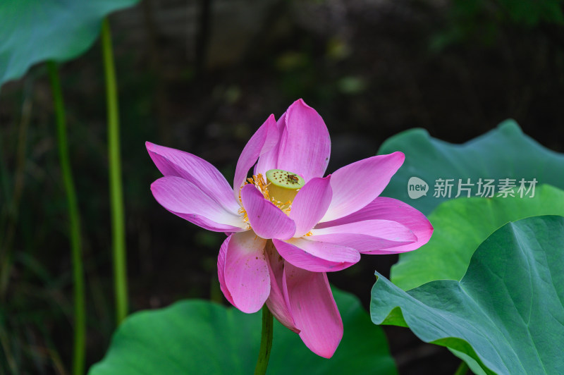 夏季荷塘荷花莲蓬荷叶特写