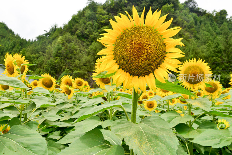 美丽田野田园太阳花葵花花朵向日葵