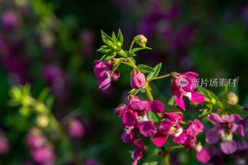 上海辰山植物园香彩雀微距特写