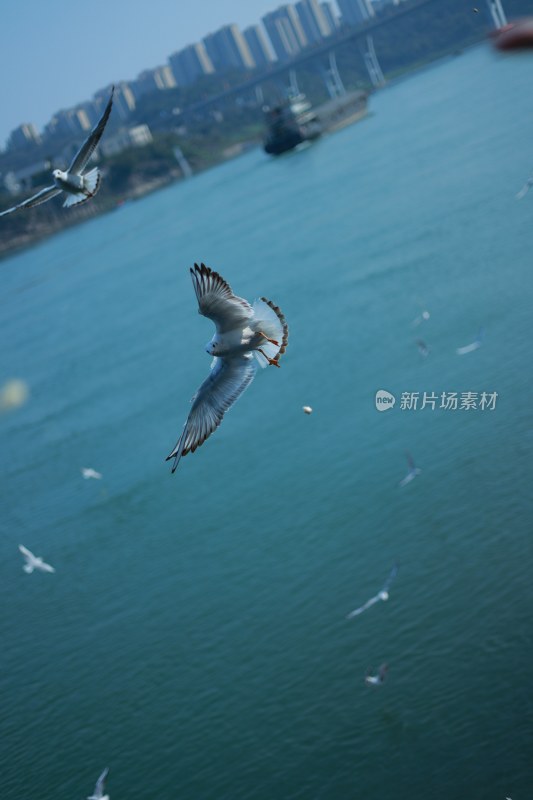 飞翔的海鸥场景