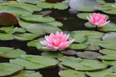 夏日水中莲花盛开