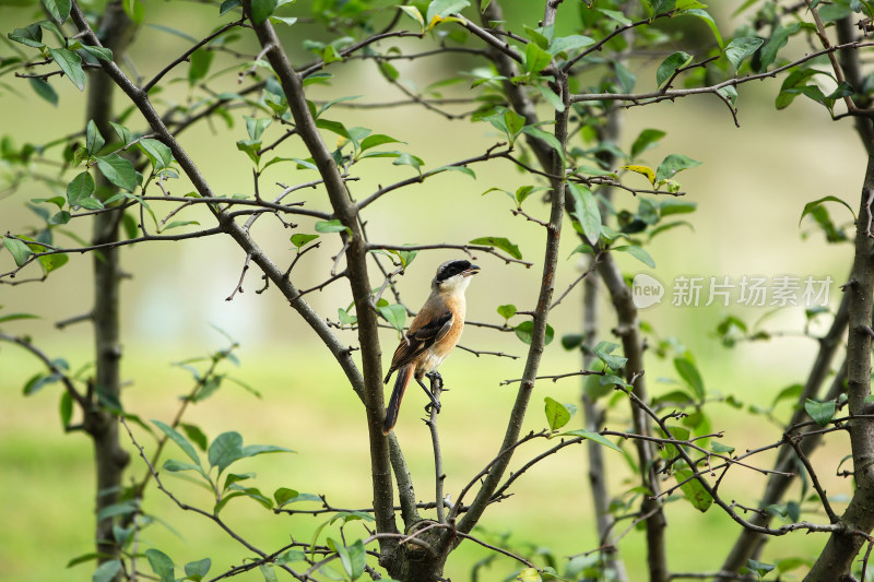 夏日树上的伯劳小鸟