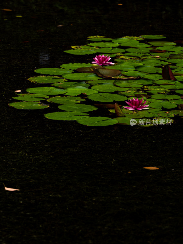 池塘睡莲莲花盛开