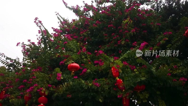 中国自然风景红花