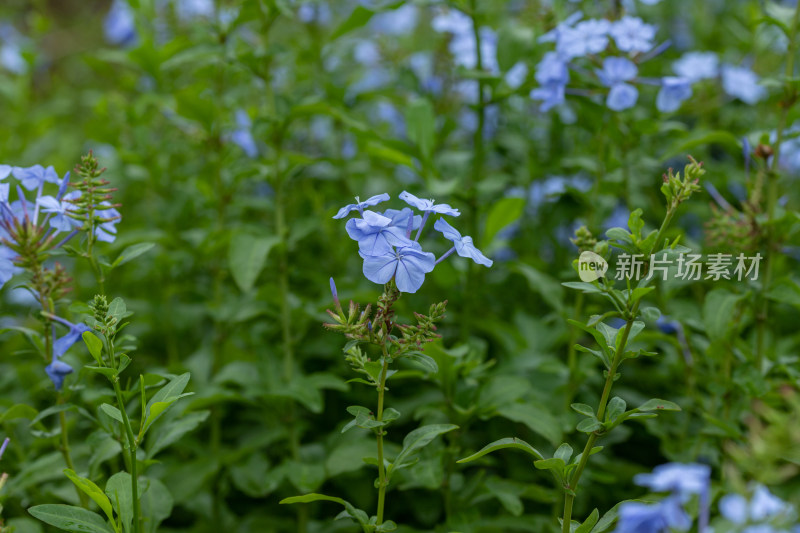 公园里的蓝雪花