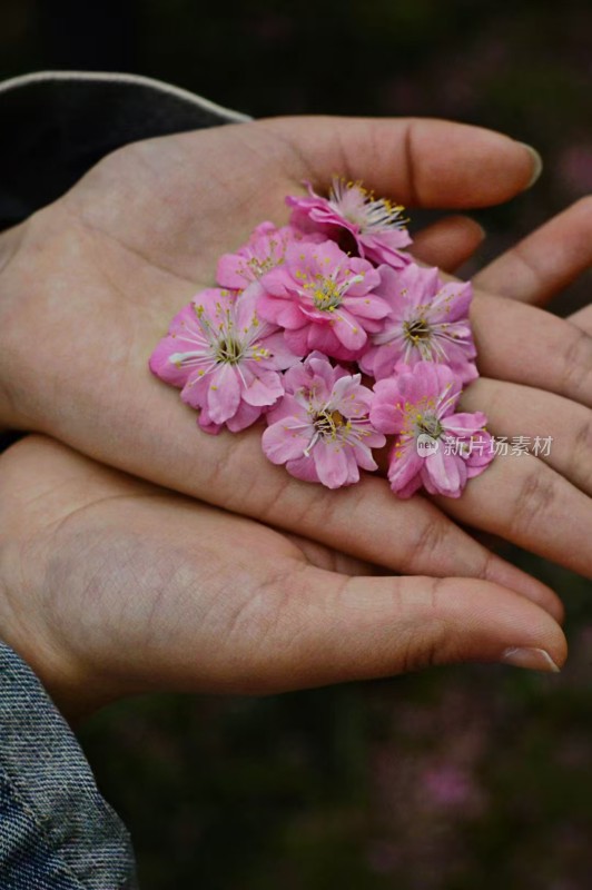 双手捧粉色花朵