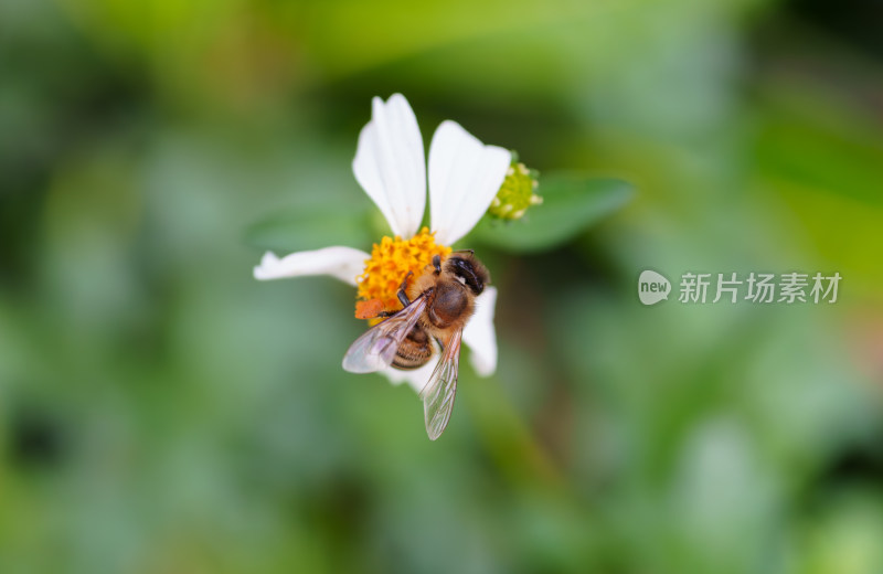 蜜蜂采蜜的瞬间