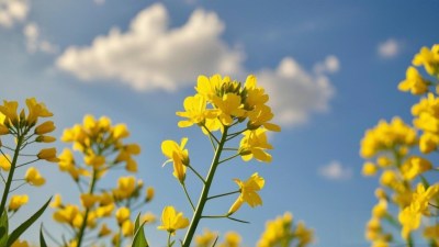 油菜花田与天空