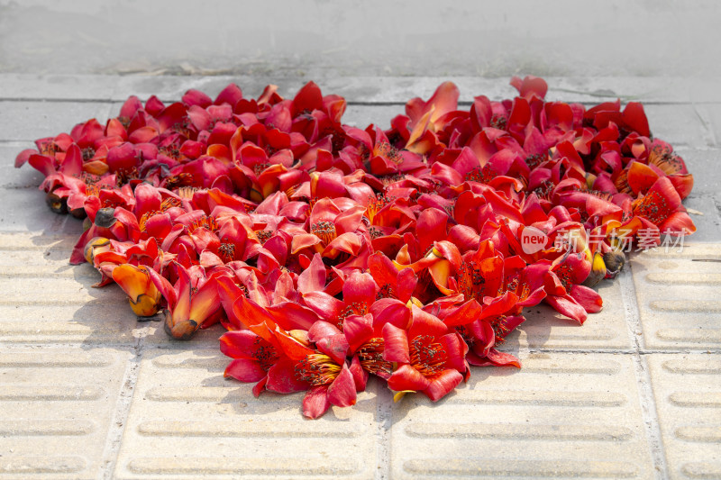 深圳街道边盛开的木棉花