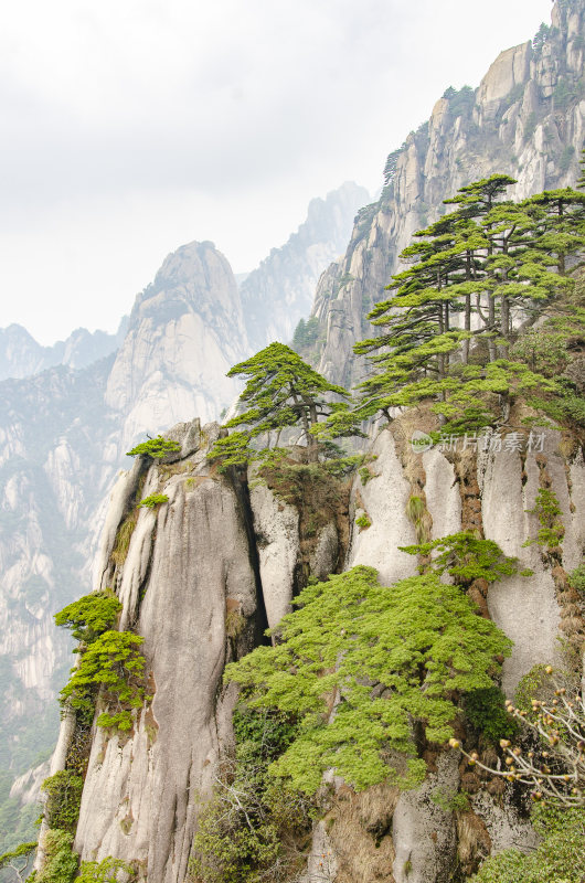 黄山松崖绝壁 奇松怪石 峰峦叠嶂