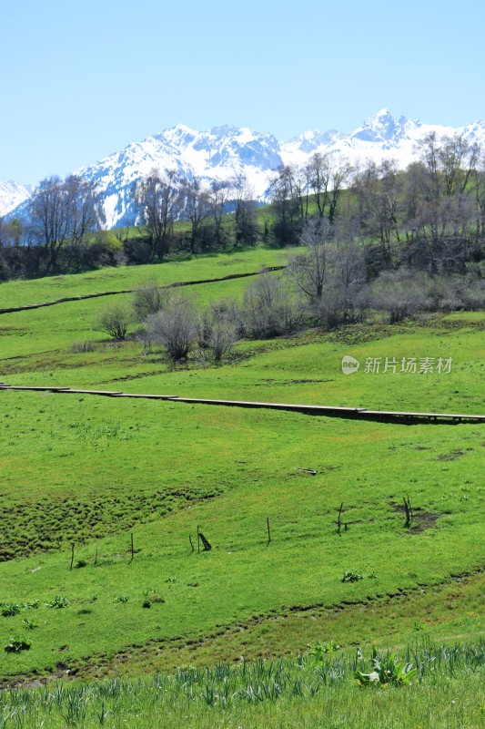 新疆伊犁的草原、雪山与森林