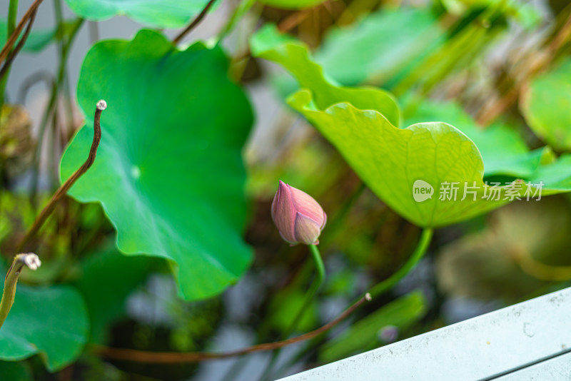 池塘里的荷花荷叶