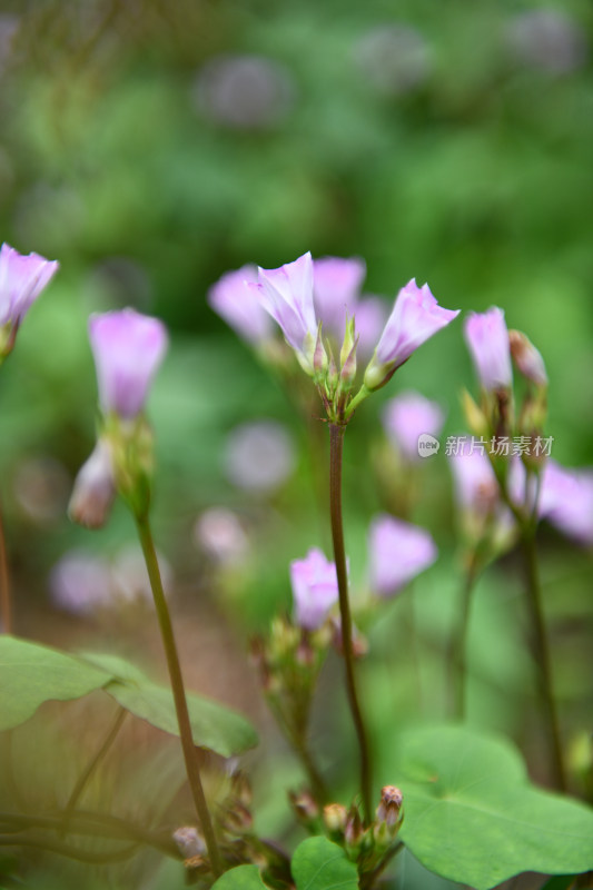 淡紫色的牵牛花