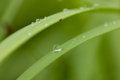 绿植叶子雨水露水露珠微距特写