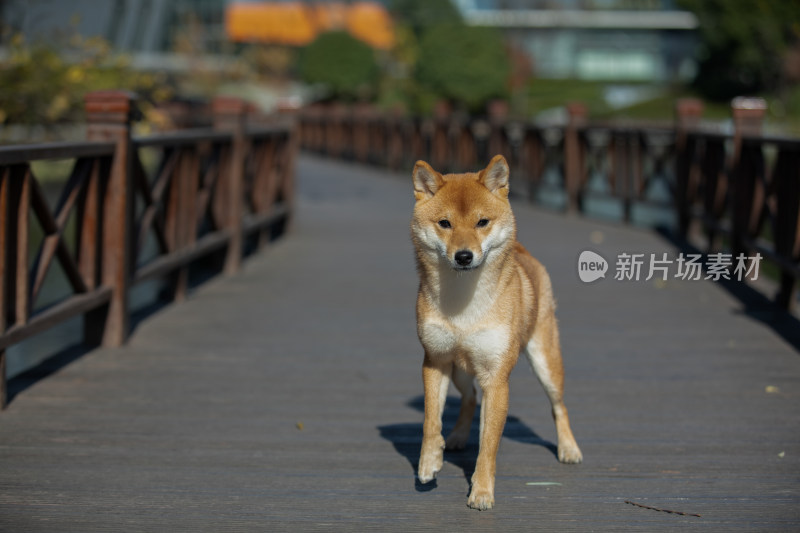 一只在栈道上的柴犬