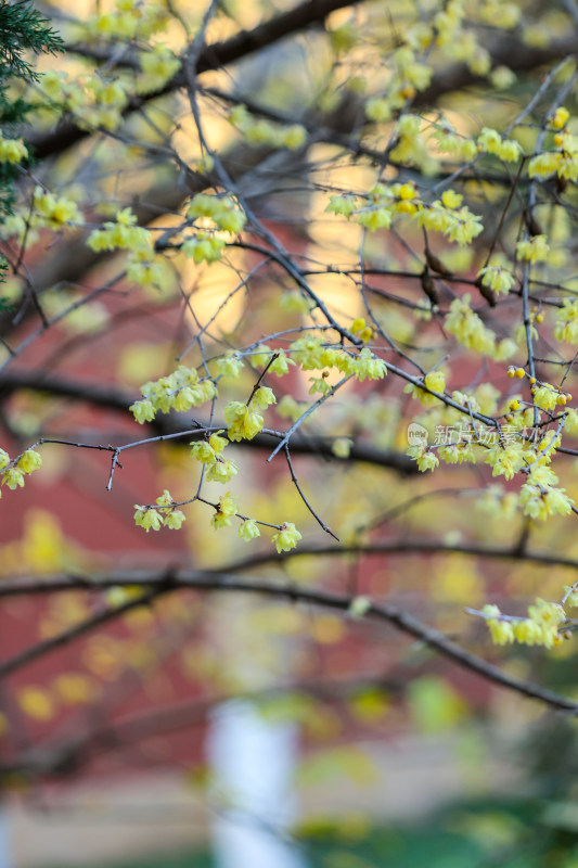 杭州钱王祠梅花与古建筑