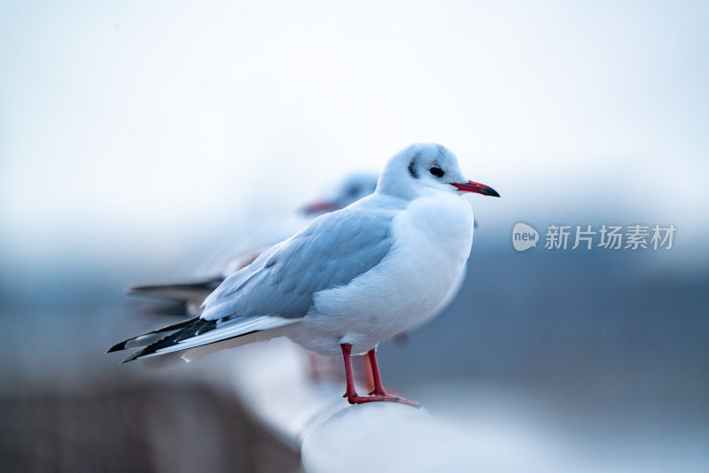 海鸥红嘴鸥