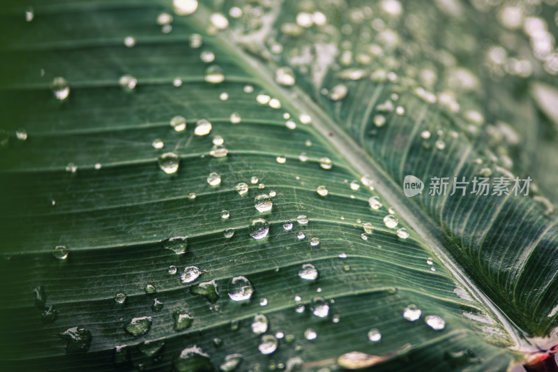 雨后绿叶上的水珠