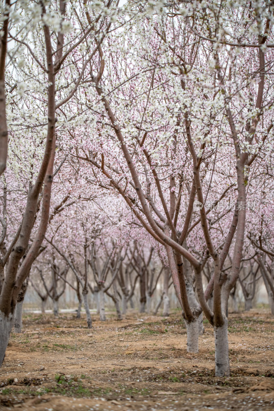 桃树桃花桃树林