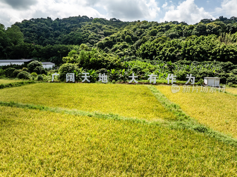 中国广东省广州市白云区太和镇白山村稻田