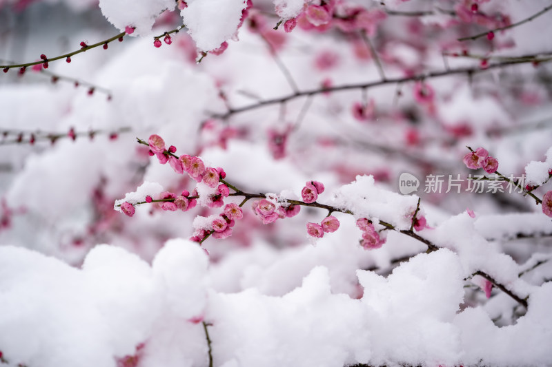 雪后的梅花很美