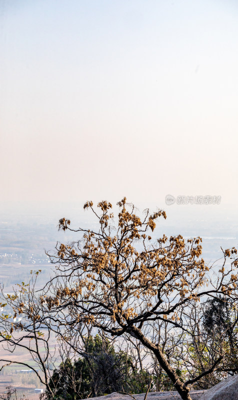 山顶枯树远景