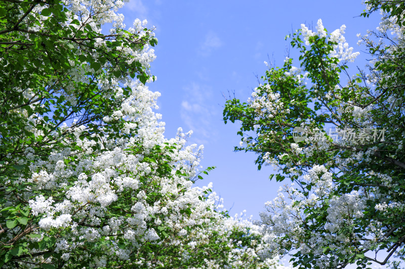 白色丁香花