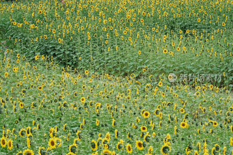 北京温榆河公园向日葵花田