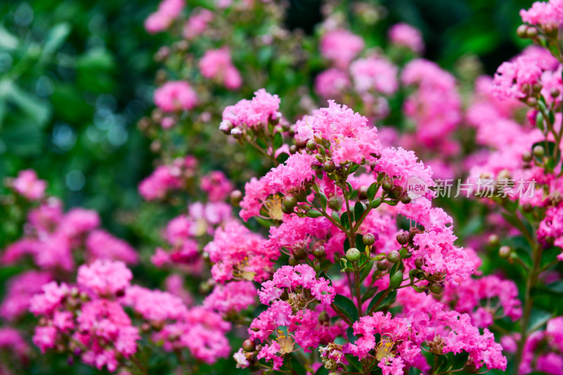 紫薇花卉花朵花蕊农村痒痒花痒痒树