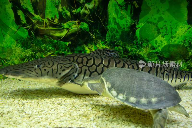 水族箱鸭嘴鲨虎鲶与猪鼻龟