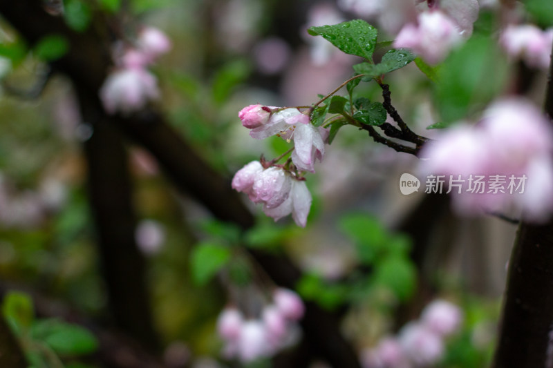 雨中的粉色海棠花素材