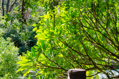 福建省福州西湖公园的夏季绿树