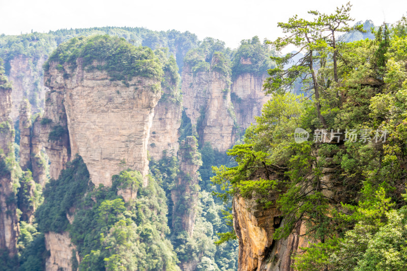 中国湖南张家界景区奇特山峰与茂密森林