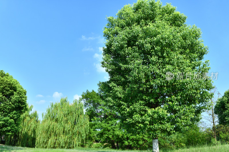 蓝天白云绿树绿草地