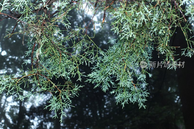 枝叶繁茂的松柏树自然景观