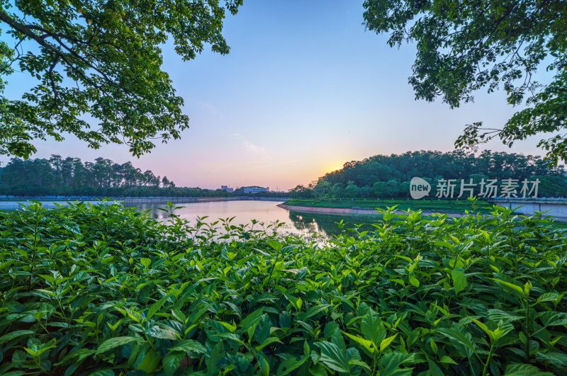 广州番禺金山湖文化公园湖泊树林夕阳落日