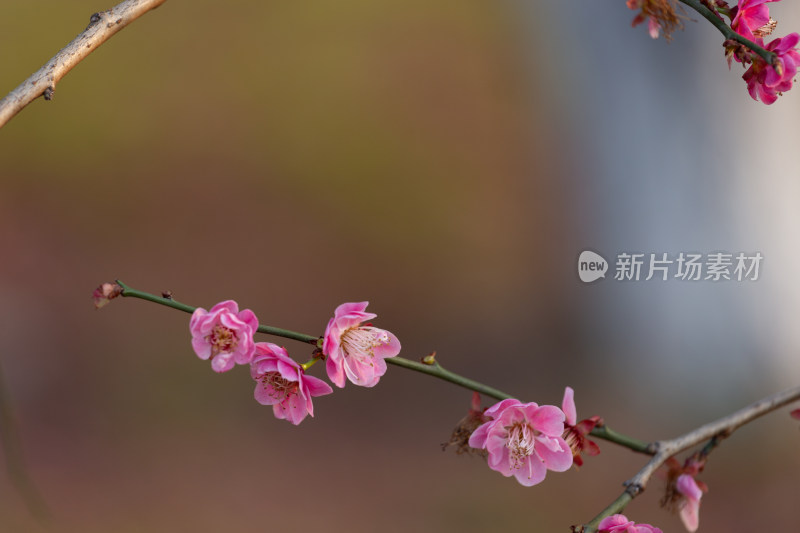 杭州钱塘江畔粉色梅花枝特写