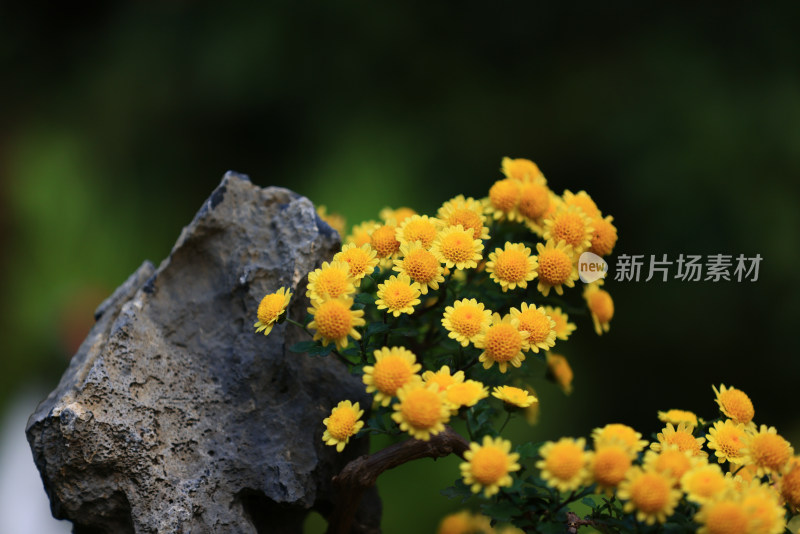 杭州植物园菊花展盛开的黄色雏菊菊花盆景