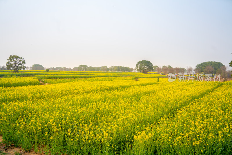 武汉东湖油菜花花海