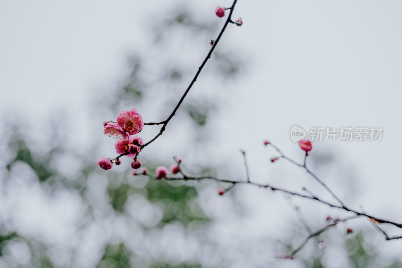 雨天盛开的西溪湿地梅花微距视角