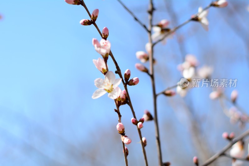 桃花花苞花蕊