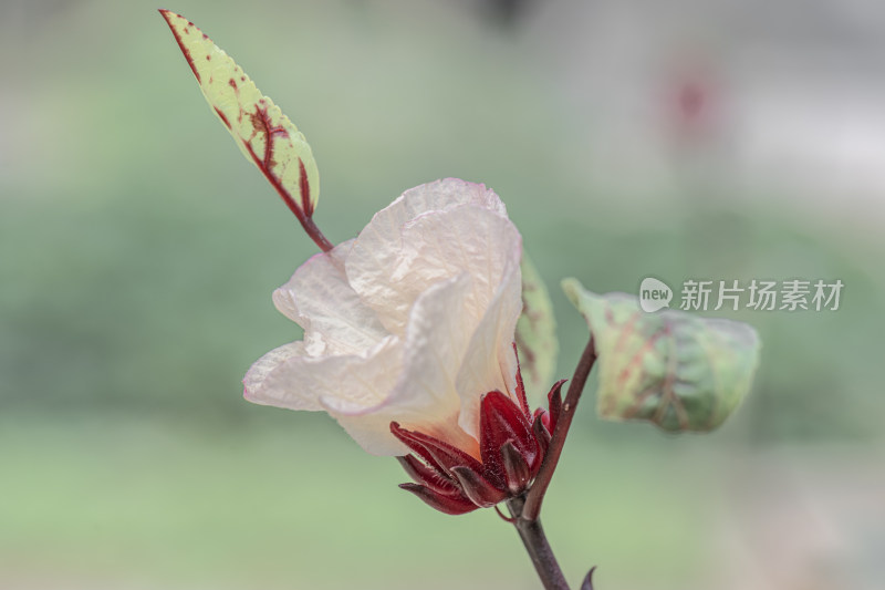 秋天阳光下玫瑰茄（红桃K）盛开的花朵