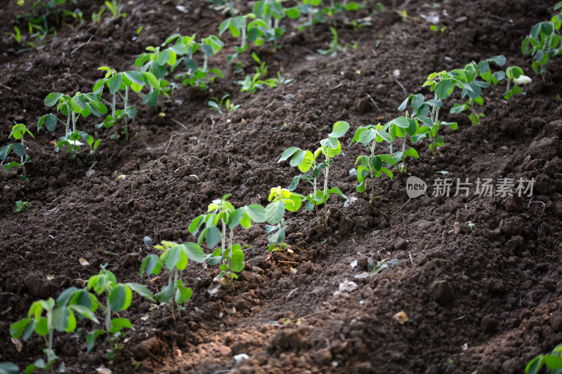 庄稼地里生长的大豆苗