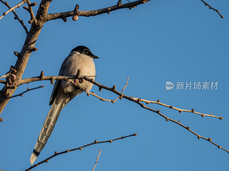 一只喜鹊小鸟站在枝头的特写镜头