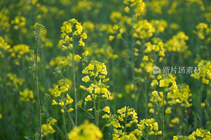 盛开的油菜花