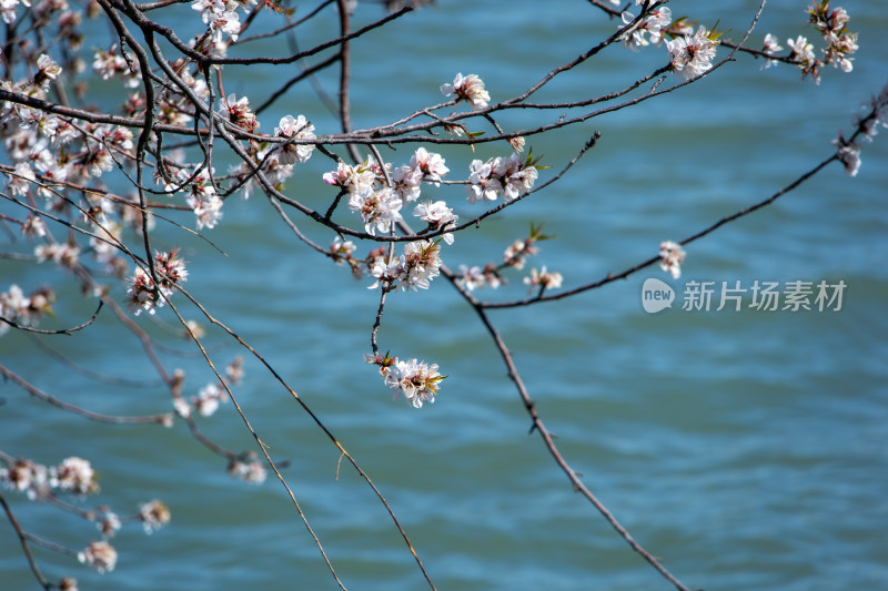 春天蓝色湖面上盛开的白色桃花