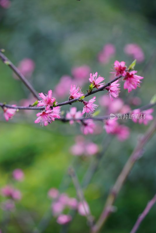 桃花樱花油菜花