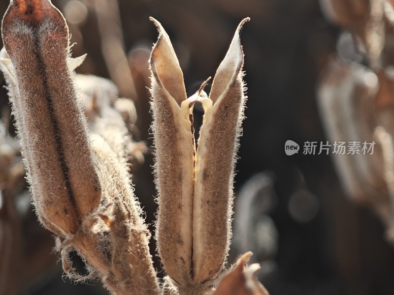 枯萎植物特写尽显秋日萧瑟之态