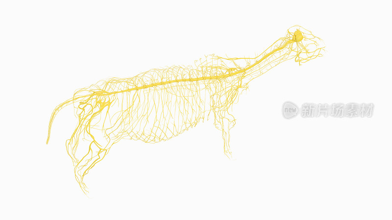 牛医学解剖家畜解剖生物科学医学生物