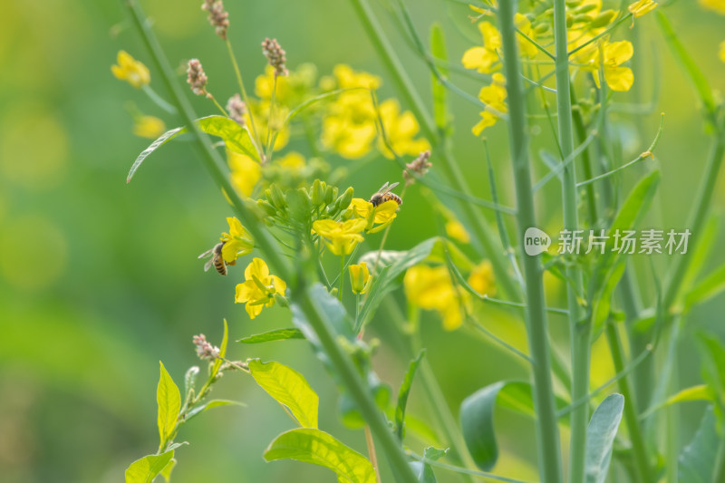 春天油菜花和蜜蜂